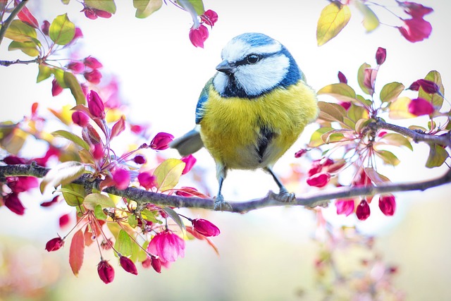 Fuglebadets sundhedsmæssige fordele for fuglene
